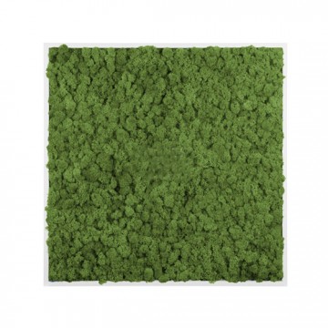 Картина из стабилизированного мха (Green)