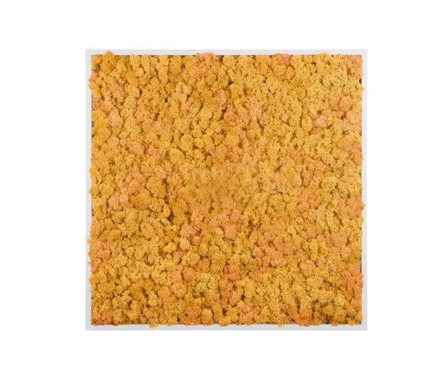 Картина из стабилизированного мха (Yellow) 80x80