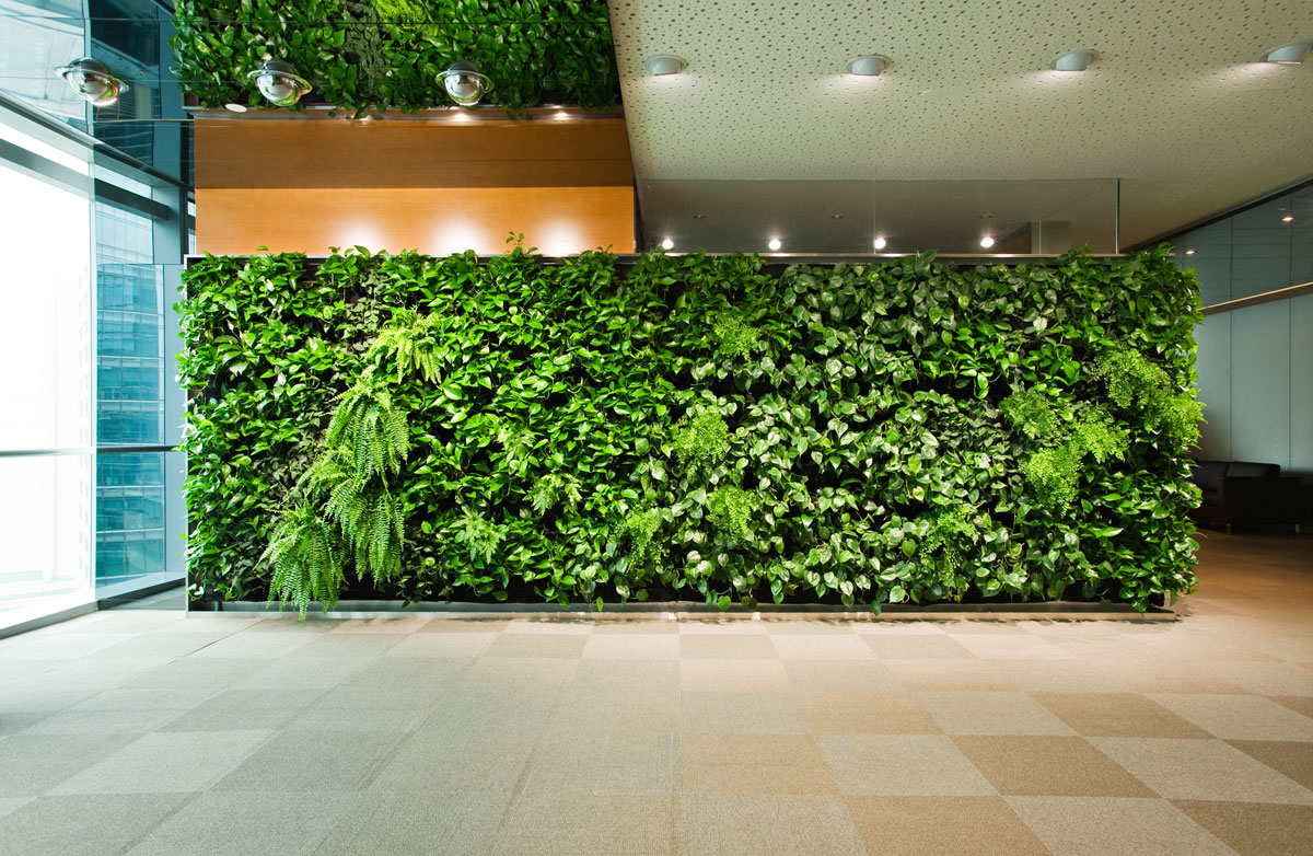 стена из живых растений